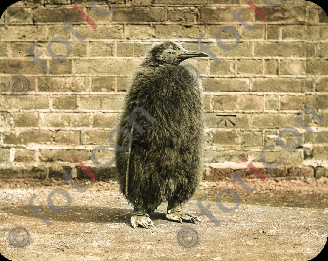 Pinguin | Penguin  - Foto foticon-simon-167-061.jpg | foticon.de - Bilddatenbank für Motive aus Geschichte und Kultur